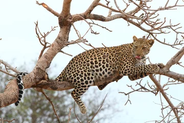 Meubelstickers African Leopard © Julian W.