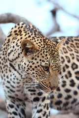 African Leopard