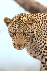 Naklejka na ściany i meble African Leopard