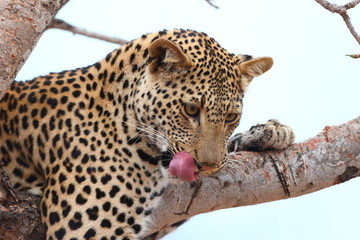 Naklejka premium African Leopard
