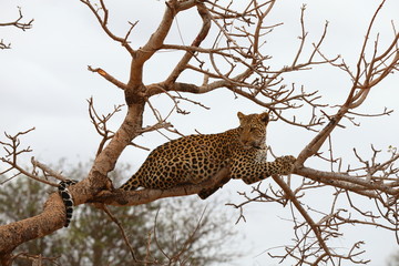 African Leopard