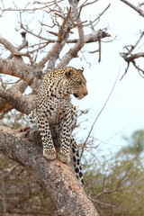 Fototapeta premium African Leopard