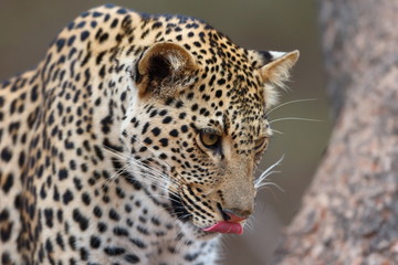 African Leopard