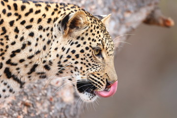 Fototapeta na wymiar African Leopard