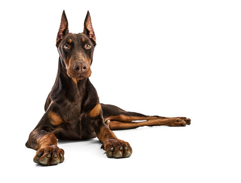 Brown Doberman Images – Browse 20,638 Stock Photos, Vectors, and Video |  Adobe Stock