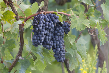 grape and vineyard