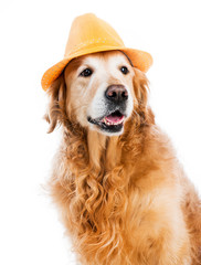 Retriever in hat