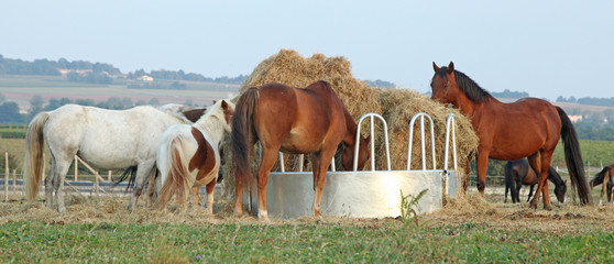 chevaux au ratelier