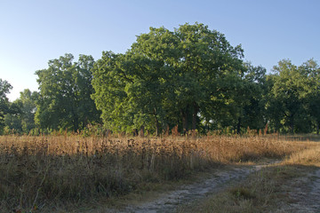 rural road