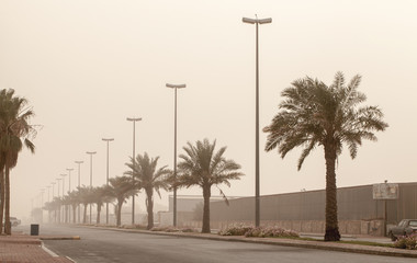 Dust storm on the street view palms, Saudi Arabia