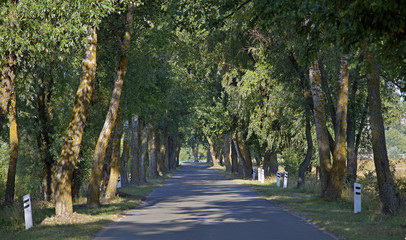 Tree Alley