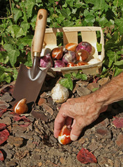plantation de bulbes de tulipes et jacinthes