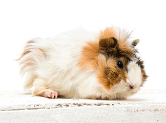 guinea pig
