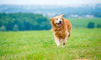 Gordijnen Running Golden retriever dog © Ievgen Skrypko