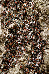 Small insects