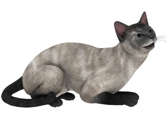 Siamese Cat