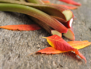 rhubarbe et feuilles d'automne