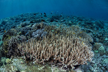 Naklejka na ściany i meble Pacific Coral Reef
