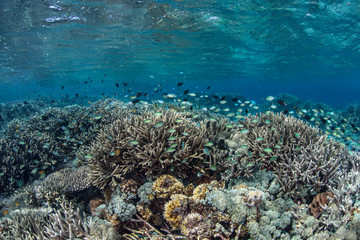 Naklejka na ściany i meble Healthy Pacific Coral Reef