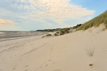 Sand dunes and oyats on the shore of the north sea, France