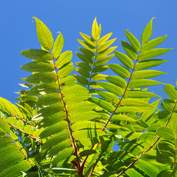Ailanto Branches, Tree of Heaven. Ailanthus altissima. 