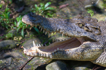Crocodile mouth