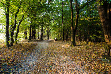Naklejka premium Beautiful morning in the misty autumn forest with sun rays 