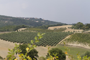 Fototapeta premium hilly landscape