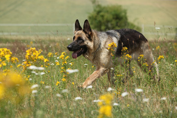 Nice german shepherd dog running