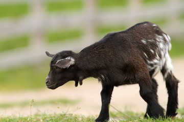 black young goat on farm alley