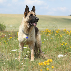 Amazing German shepherd standing on green field