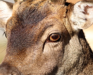 closeup of fallow deer face