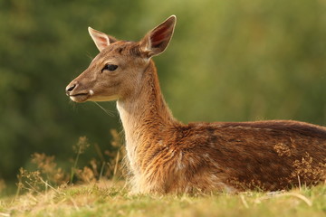 Naklejka na ściany i meble fallow deer resting on glade