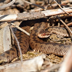 female common european adder