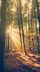Waldlichtung Sonnenstrahlen