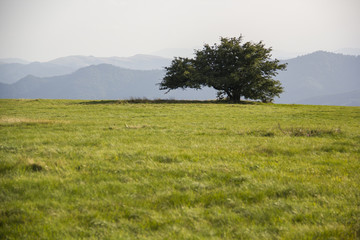 Mountain meadow with single tree