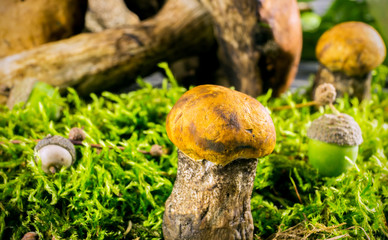 Fresh forest mushrooms