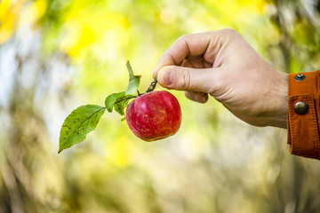 apple in the hand of man in the autumn garden