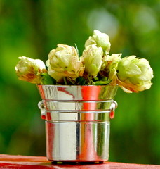 Silberkübel mit Hopfenblüten