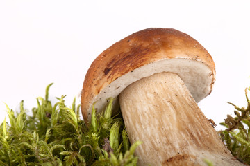 boletus edulis on moss lying on a light background