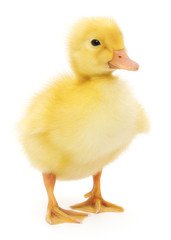 Naklejka premium one duckling