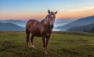 Fototapeta na wymiar Mountain landscape with grazing horse