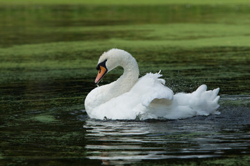 Mute Swan, Cygnus olor