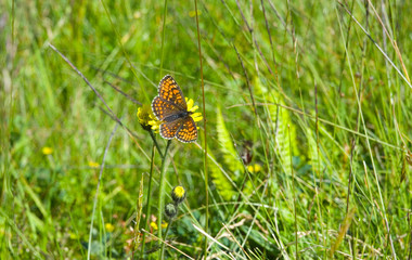 Schmetterling