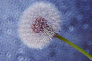 dandelion seeds macro ease