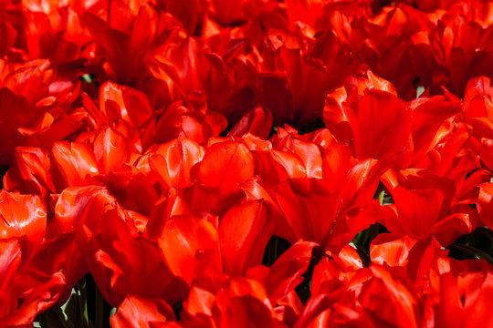 Carpet of red flowers closeup