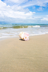 Fototapeta na wymiar Flowers in seashell vase on the beach.
