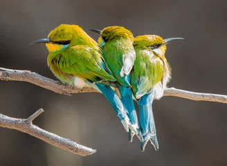 Zelfklevend Fotobehang 3 kleine kleurrijke vogels © ottoduplessis