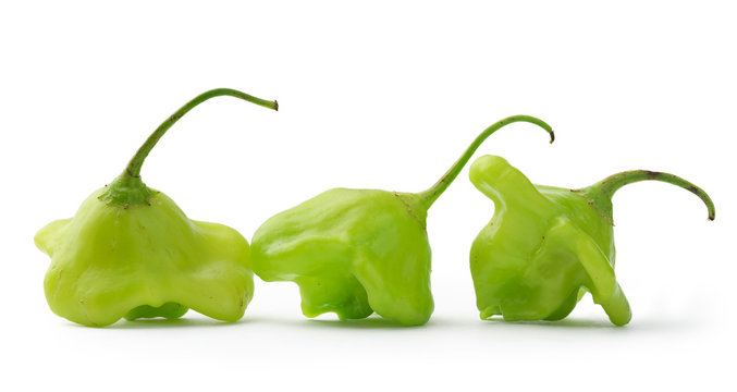 Bishop crown chili peppers