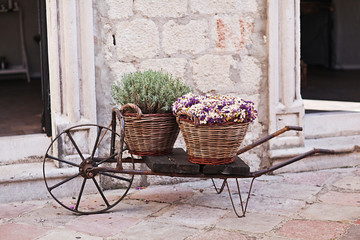 Fototapeta na wymiar Vintage wagon with basket with lavender flowers near the old wal